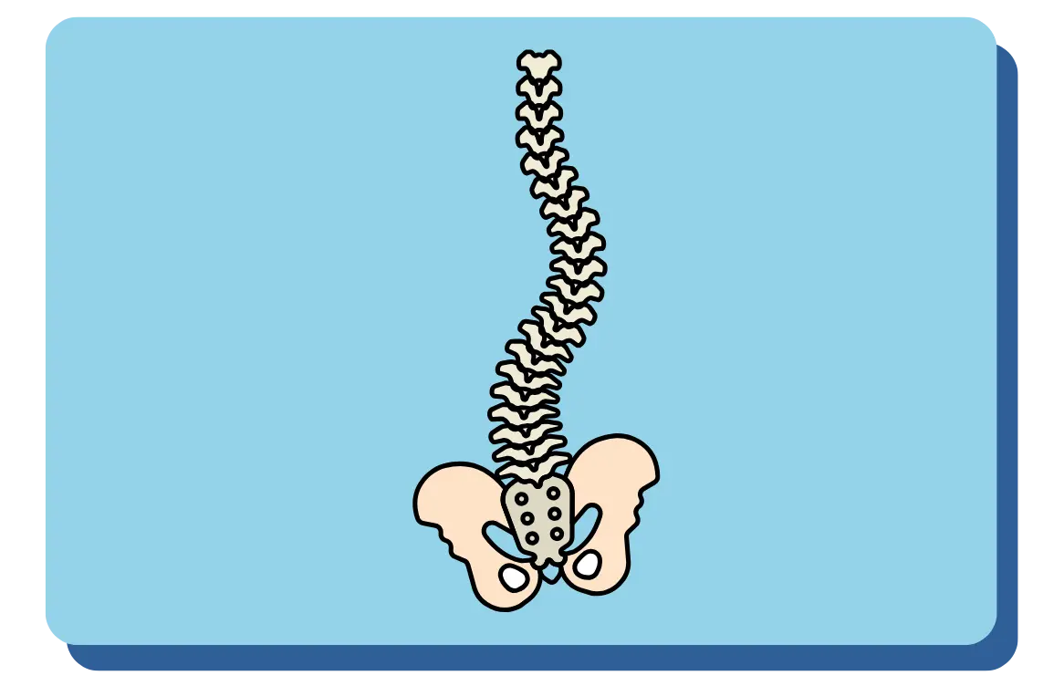 Spine